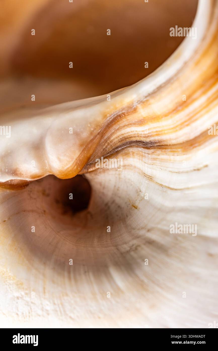 Snail Shell Curve Inside macro view of Neverita didyma moon snail shell. Detailed white ...
