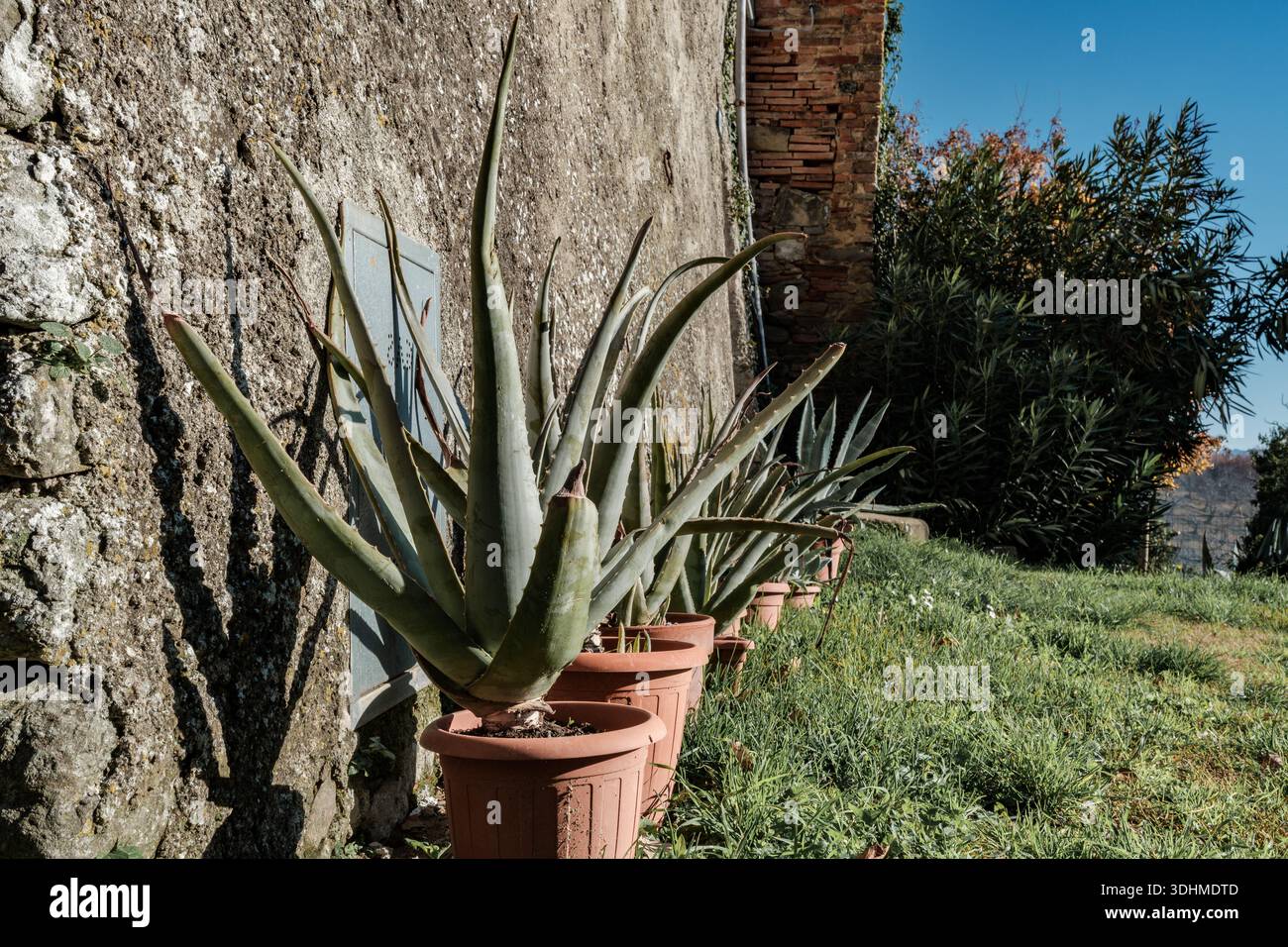 schnaps mexiko agave Blaue Agave Sirup Sanz I Agavensirup I Cocktailsirup