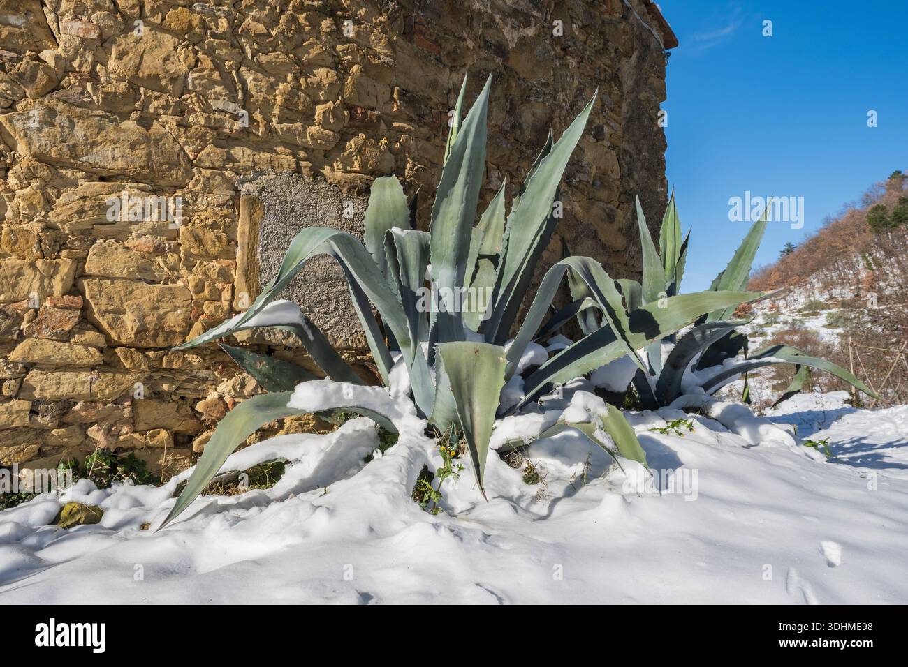 Agave winter snow hi-res stock photography and images - Alamy