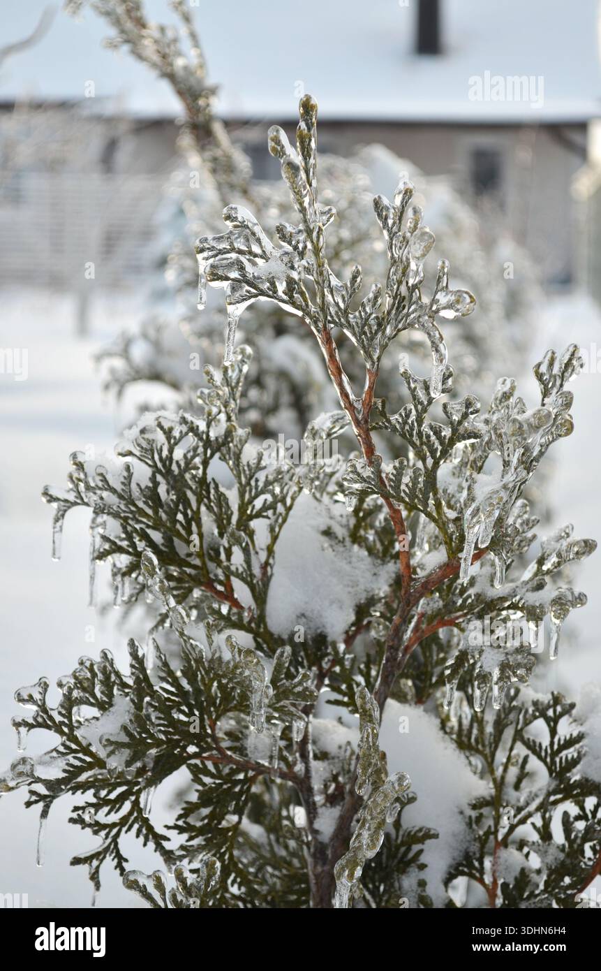 Icy branches of a thuja tree after freezing rain and frost in midwinter.  Effect of atmospheric icing Stock Photo - Alamy