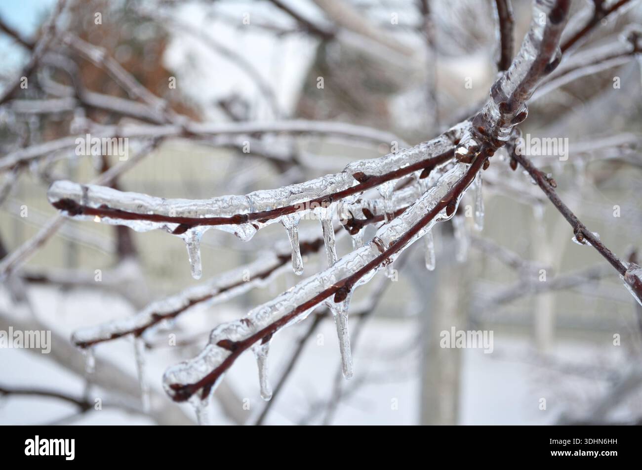 The budding branches of fruit trees are covered in a thick layer of icy ...