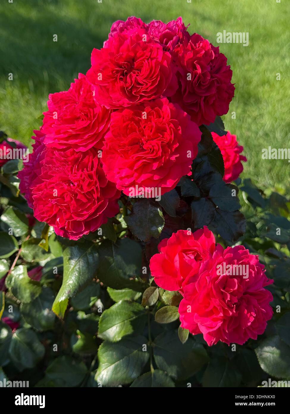 Red roses in the garden. Stock Photo