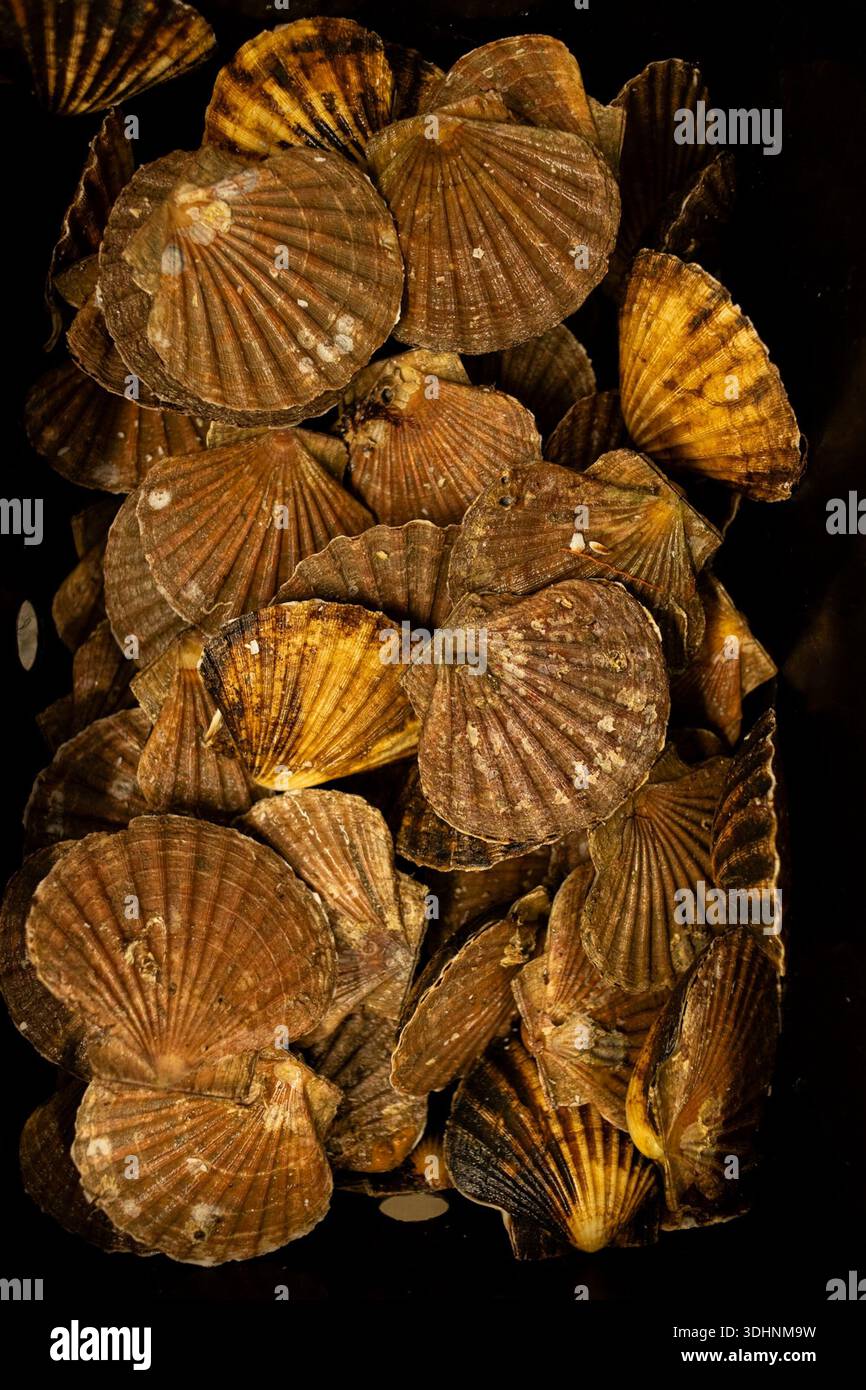 Extra shells from scallops are stored at Keltic Seafare on Nov. 21 ...