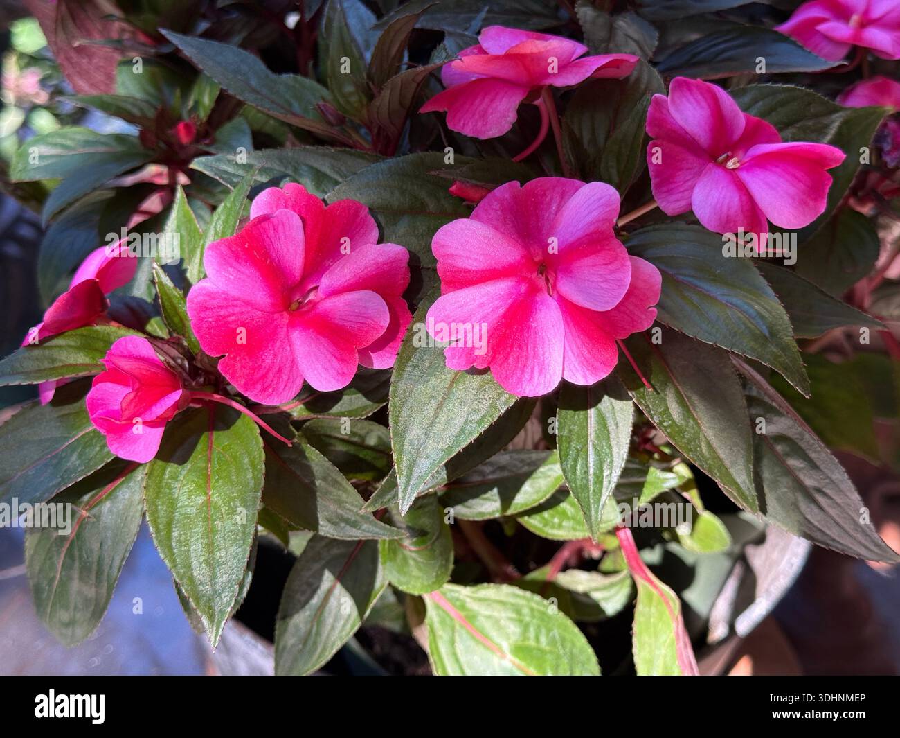 easy to take care of indoor plants Easy Care Variety Bundle main image 0