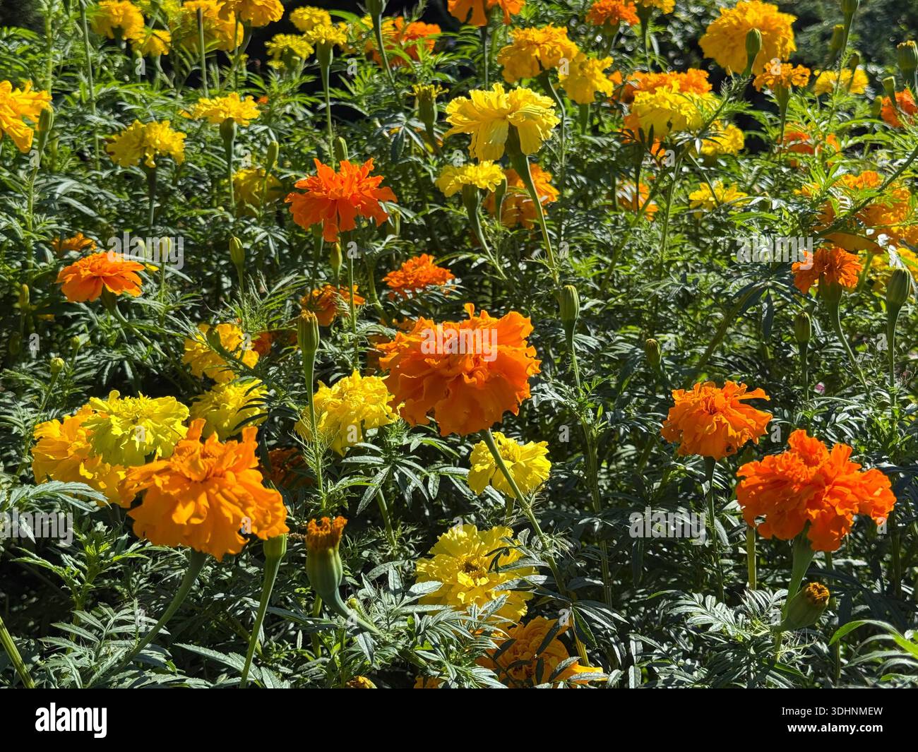 Marigold yellow and orange flowers Stock Photo