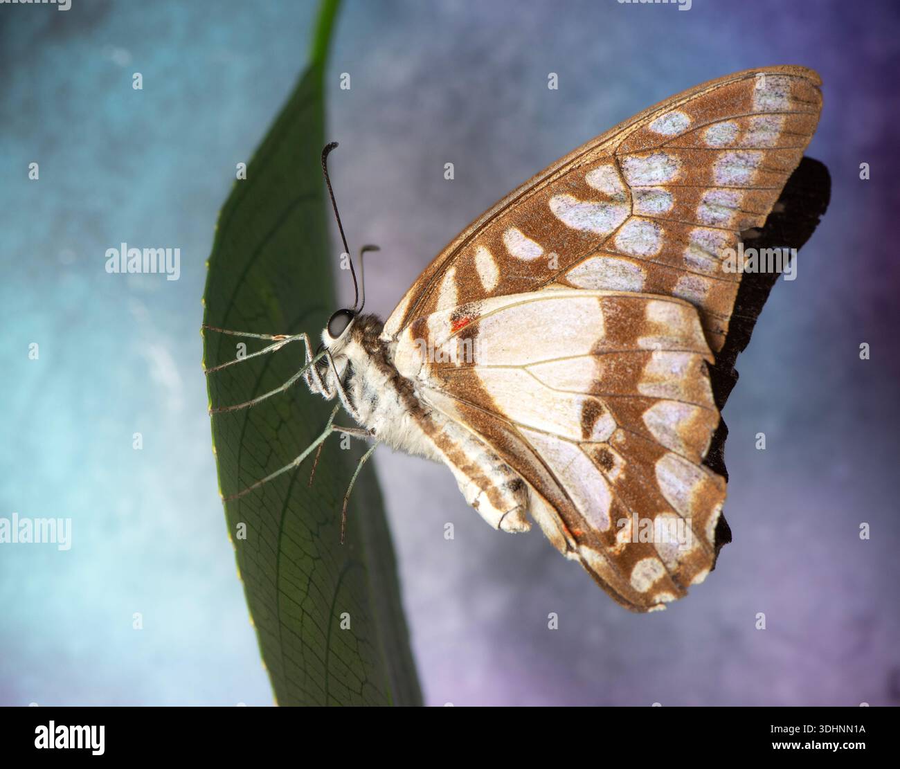 Triangular Swallowtail The Pale Triangle or Graphium eurypylus, also known as the Pale Green ...