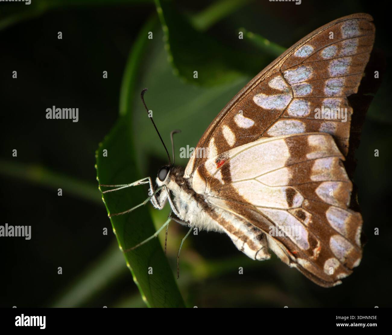Triangular Swallowtail The Pale Triangle or Graphium eurypylus, also known as the Pale Green ...