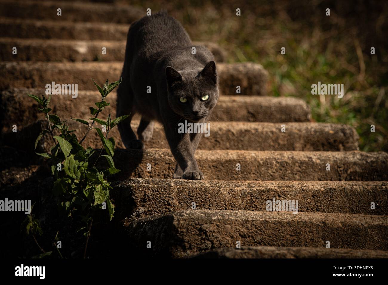 Gray Cat Walking Down Stone Steps Stock Photo - Alamy