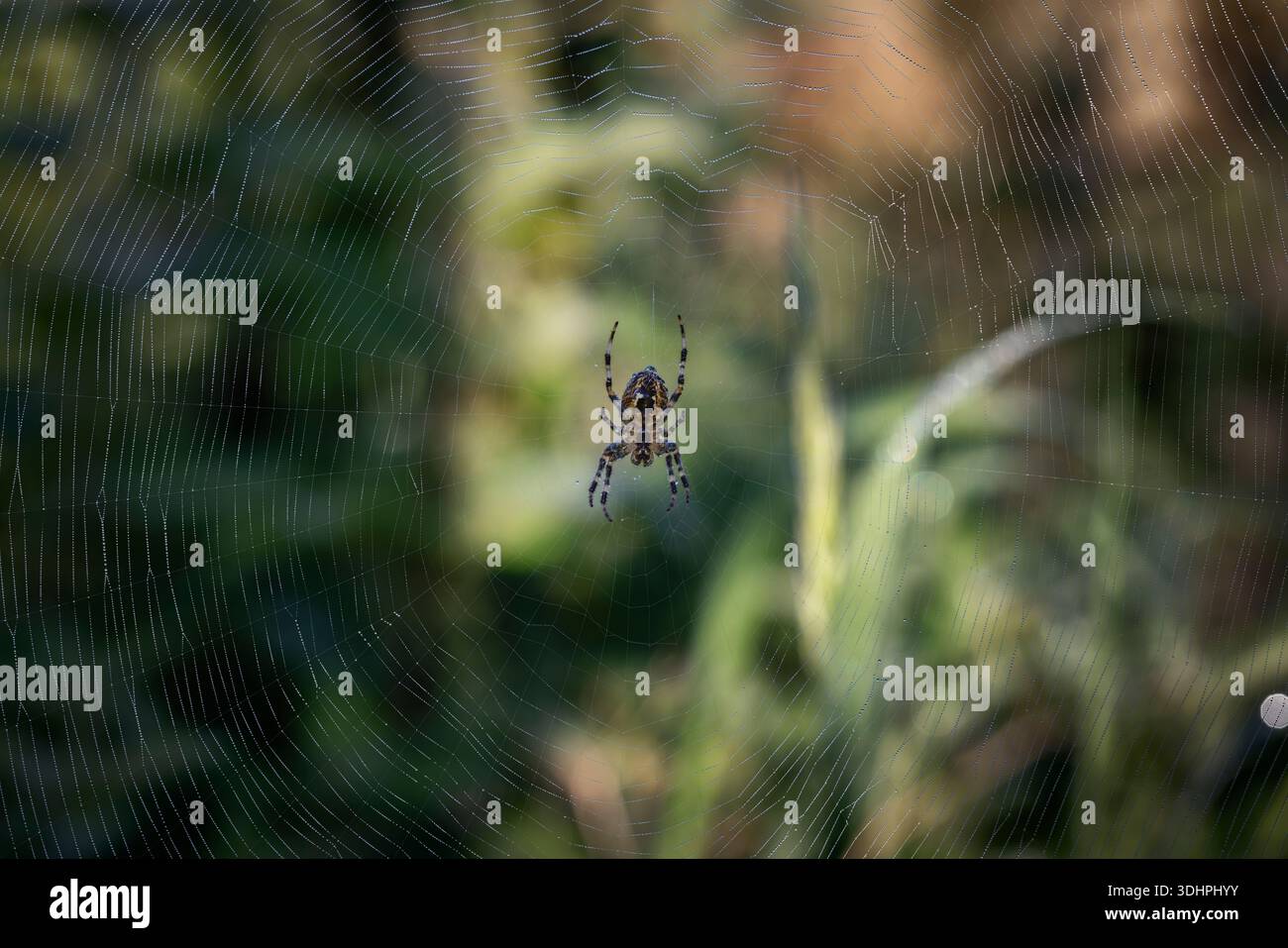 spider on web Stock Photo