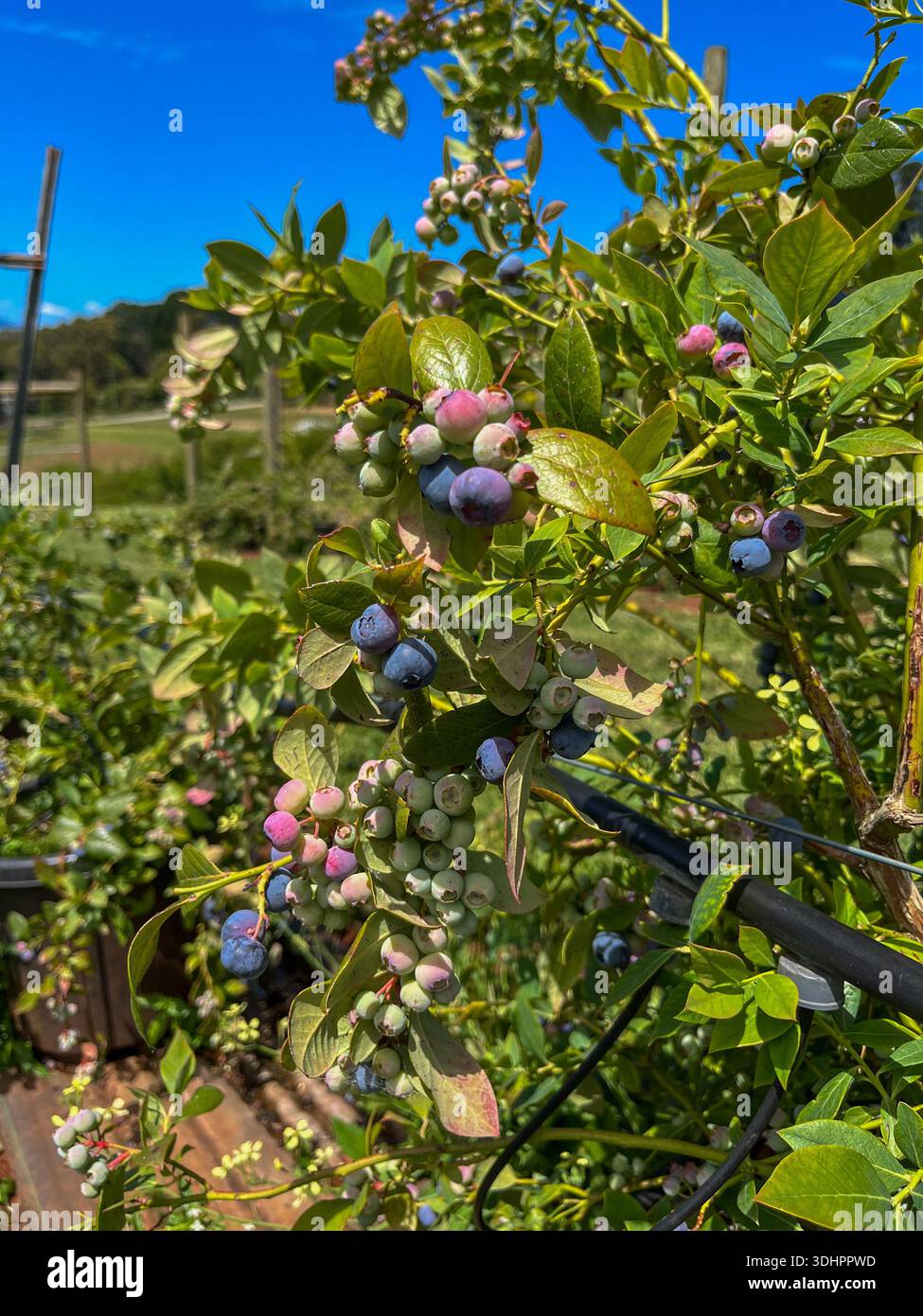 Blueberry Stage Ripe Different stages of development hi-res stock photography and images - Alamy