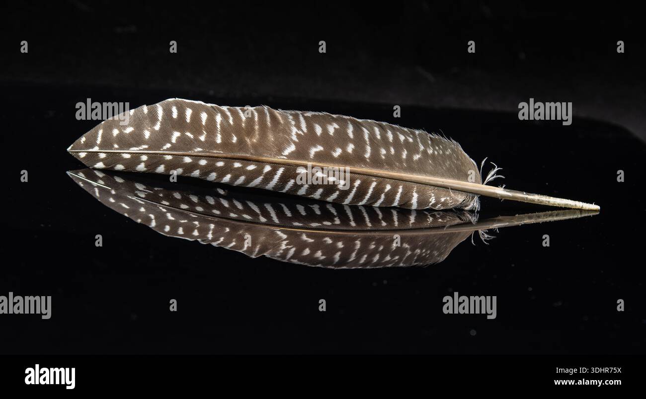 brown and white feather on black background Stock Photo