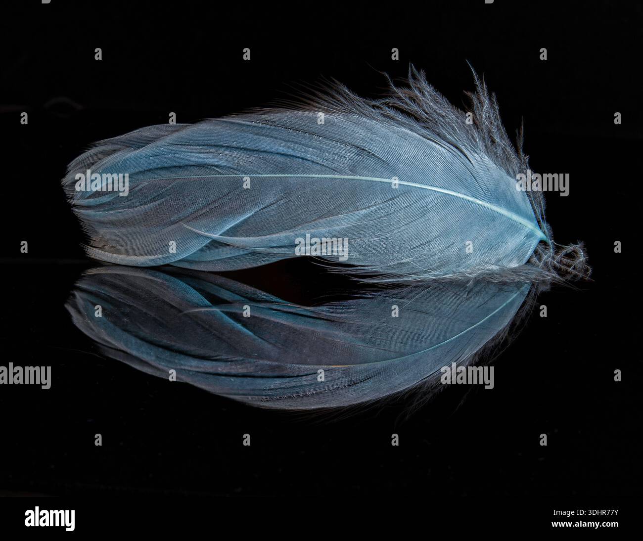 blue feather and reflection on black background Stock Photo