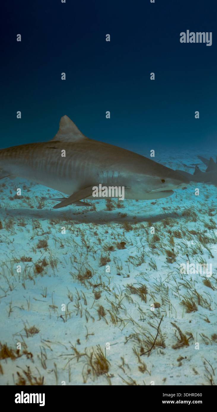 A 9:16 Portrait image of a Tiger Shark (Galeocerdo cuvier) in Bimini, Bahamas - Stock Image