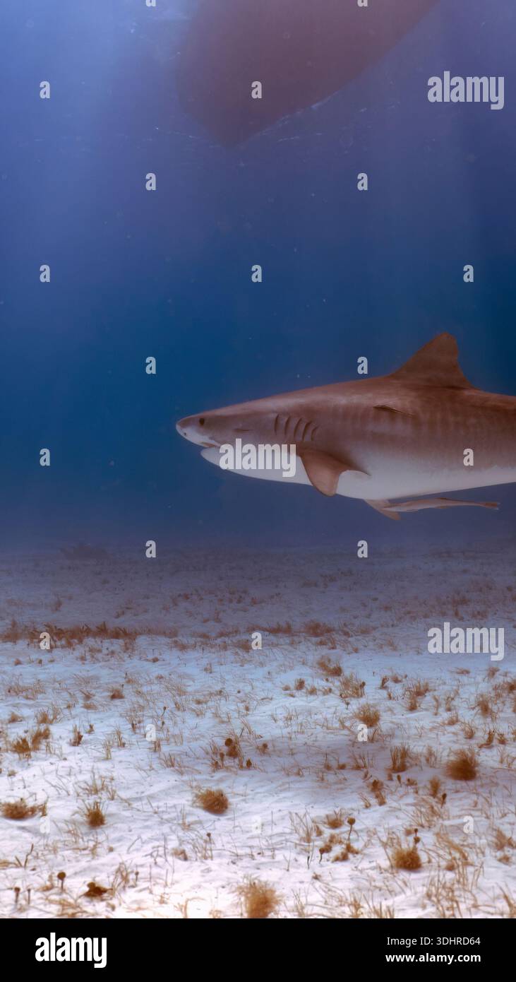 A 9:16 Portrait image of a Tiger Shark (Galeocerdo cuvier) in Bimini, Bahamas - Stock Image