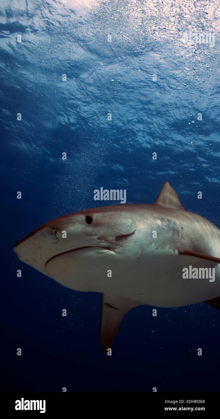 A 9:16 Portrait image of a Tiger Shark (Galeocerdo cuvier) in Bimini, Bahamas - Stock Image