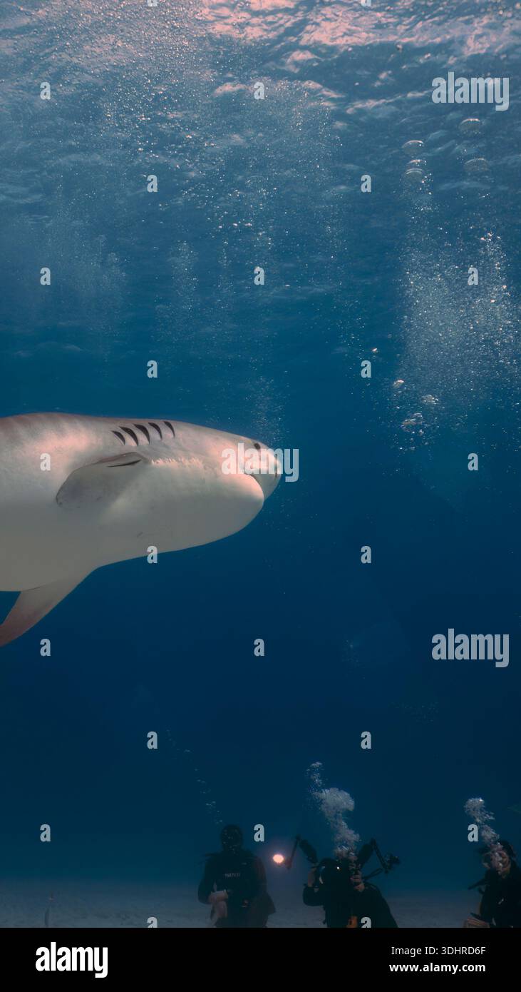 A 9:16 Portrait image of a Tiger Shark (Galeocerdo cuvier) in Bimini, Bahamas - Stock Image