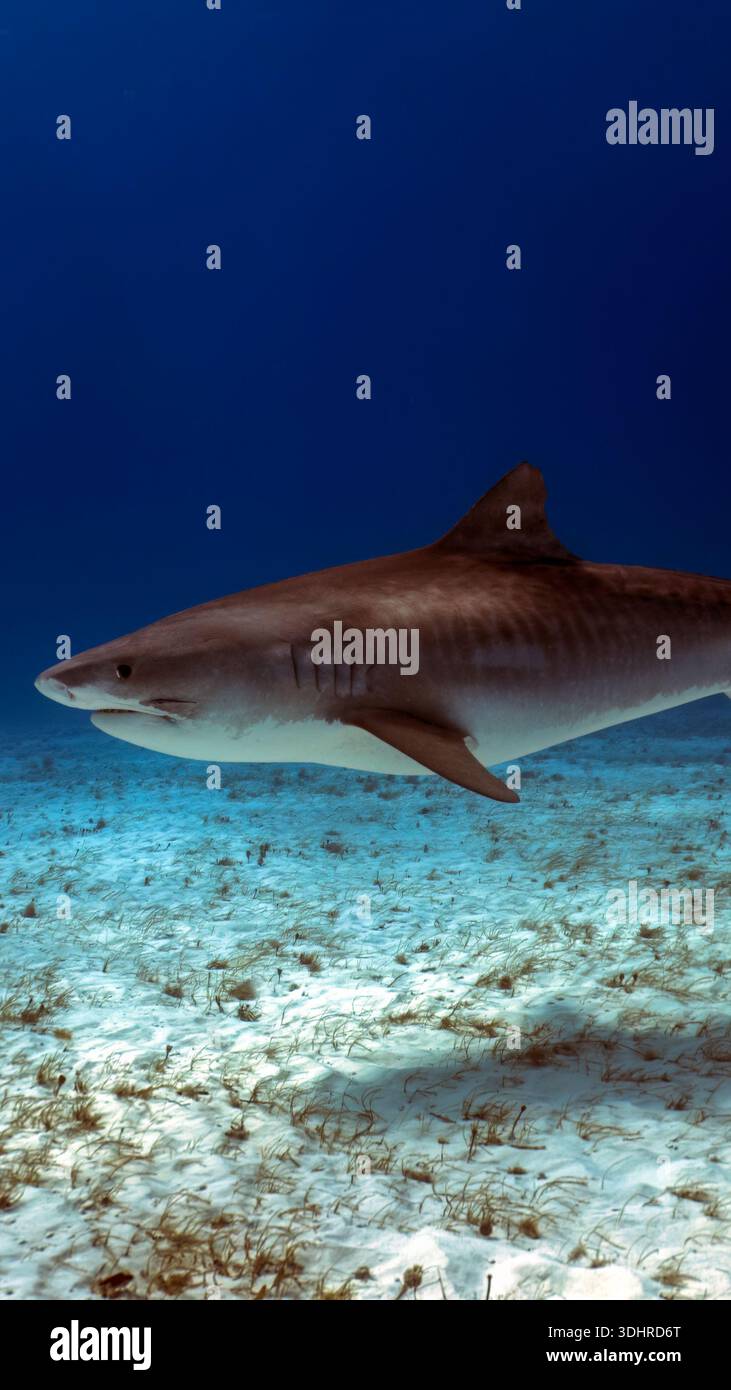 A 9:16 Portrait image of a Tiger Shark (Galeocerdo cuvier) in Bimini, Bahamas - Stock Image