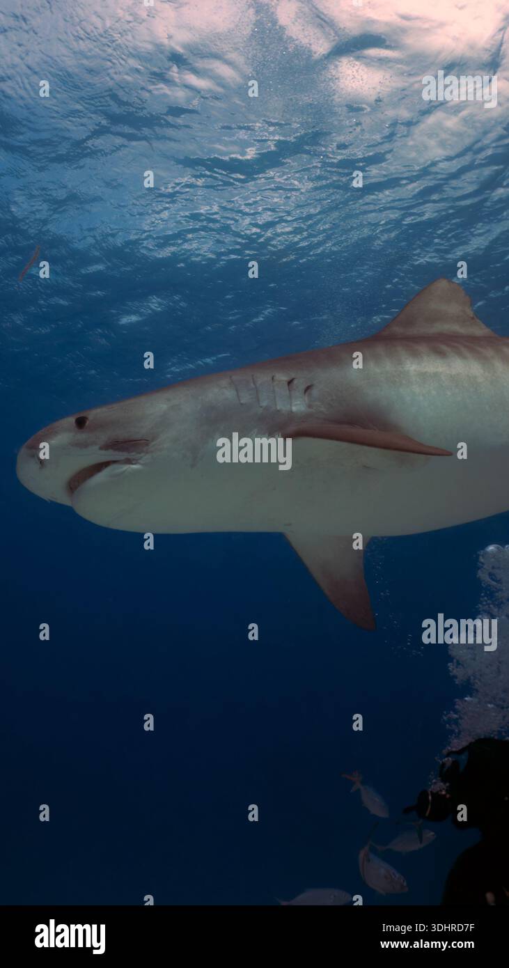 A 9:16 Portrait image of divers interacting with a Tiger Shark (Galeocerdo cuvier) in Bimini, Bahamas - Stock Image