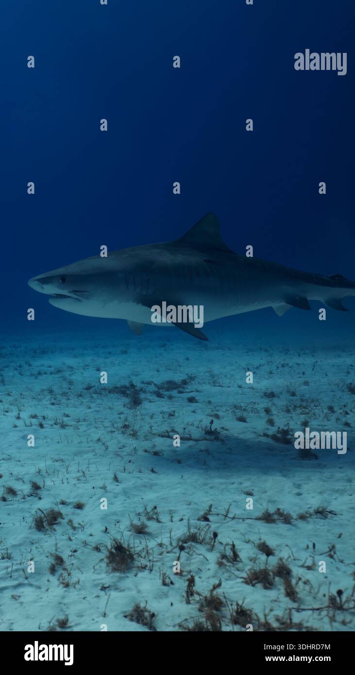 A 9:16 Portrait image of a Tiger Shark (Galeocerdo cuvier) in Bimini, Bahamas - Stock Image