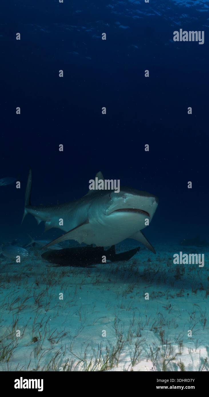 A 9:16 Portrait image of a Tiger Shark (Galeocerdo cuvier) in Bimini, Bahamas - Stock Image