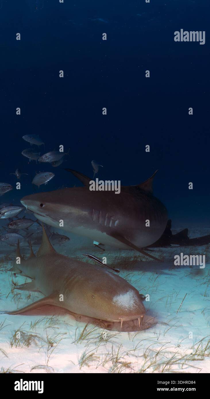 A 9:16 Portrait image of a Tiger Shark (Galeocerdo cuvier) in Bimini, Bahamas - Stock Image