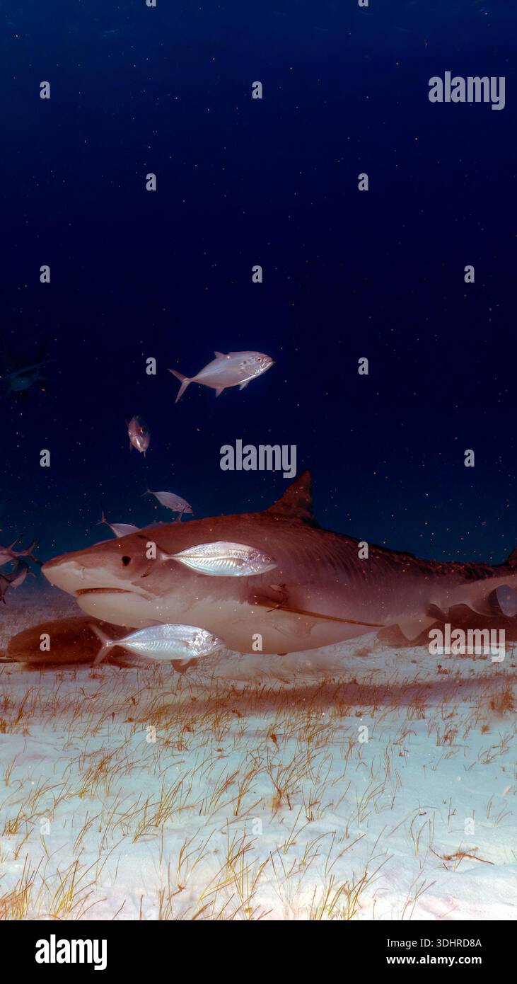 A 9:16 Portrait image of a Tiger Shark (Galeocerdo cuvier) in Bimini, Bahamas - Stock Image
