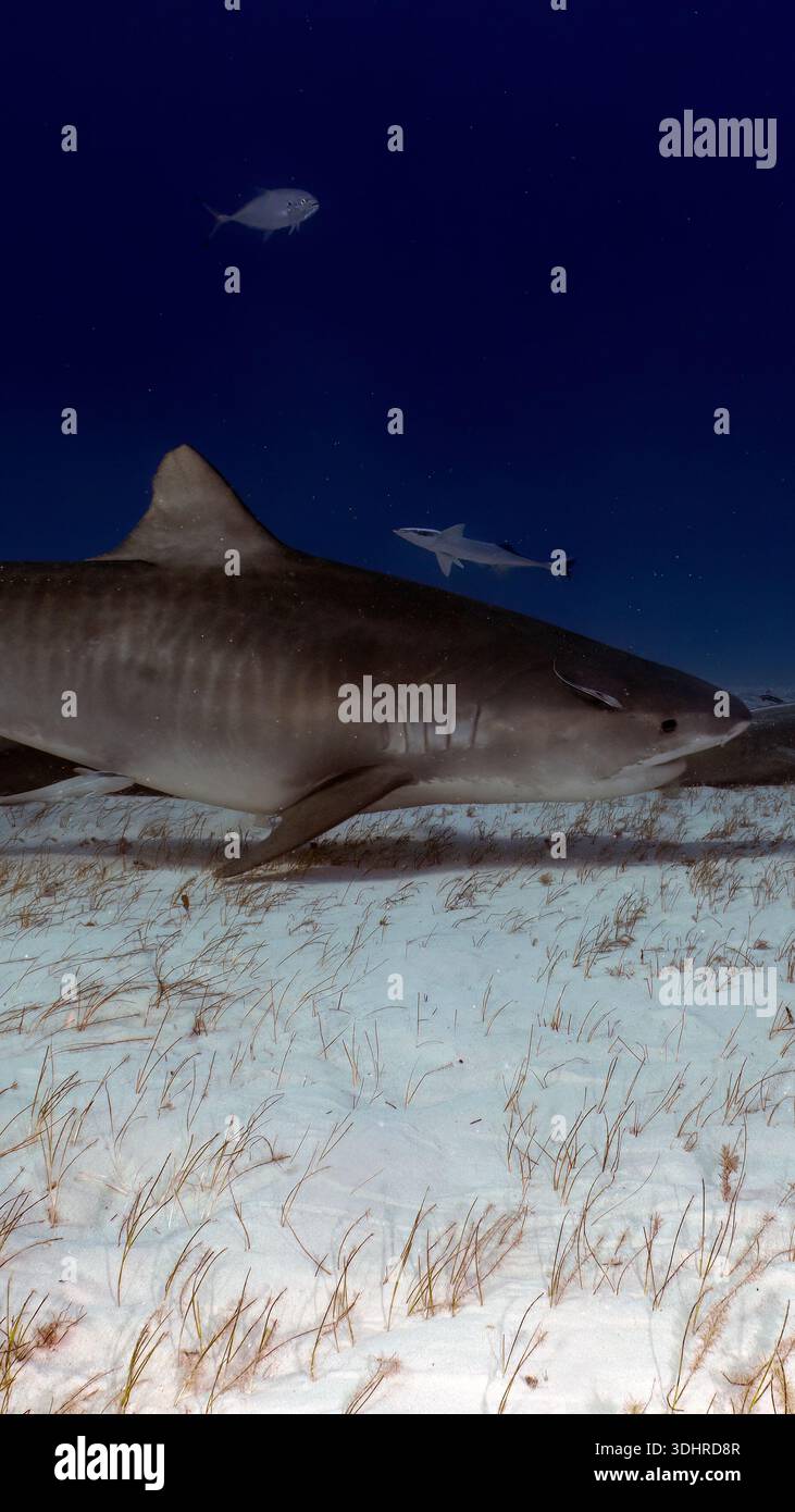 A 9:16 Portrait image of a Tiger Shark (Galeocerdo cuvier) in Bimini, Bahamas - Stock Image