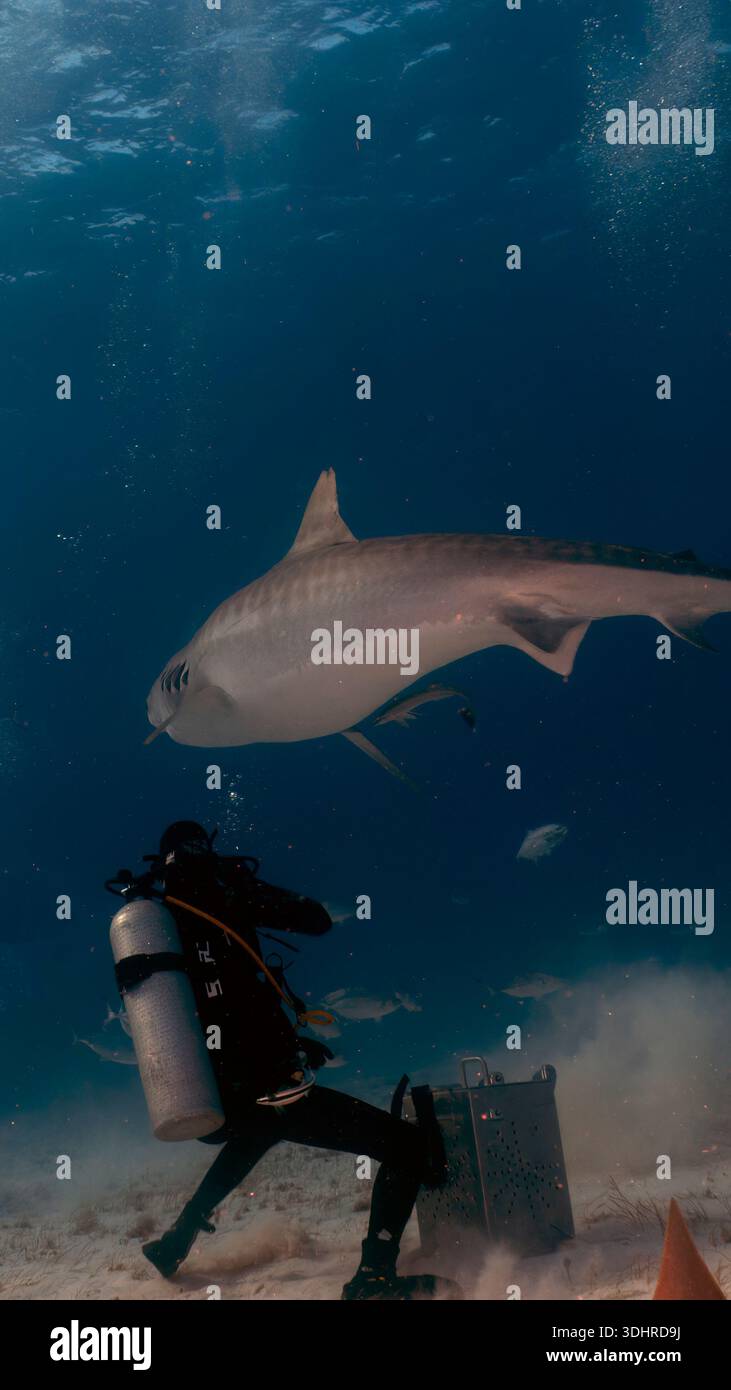 A 9:16 Portrait image of divers interacting with a Tiger Shark (Galeocerdo cuvier) in Bimini, Bahamas - Stock Image