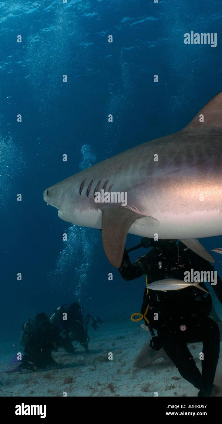 A 9:16 Portrait image of divers interacting with a Tiger Shark (Galeocerdo cuvier) in Bimini, Bahamas - Stock Image