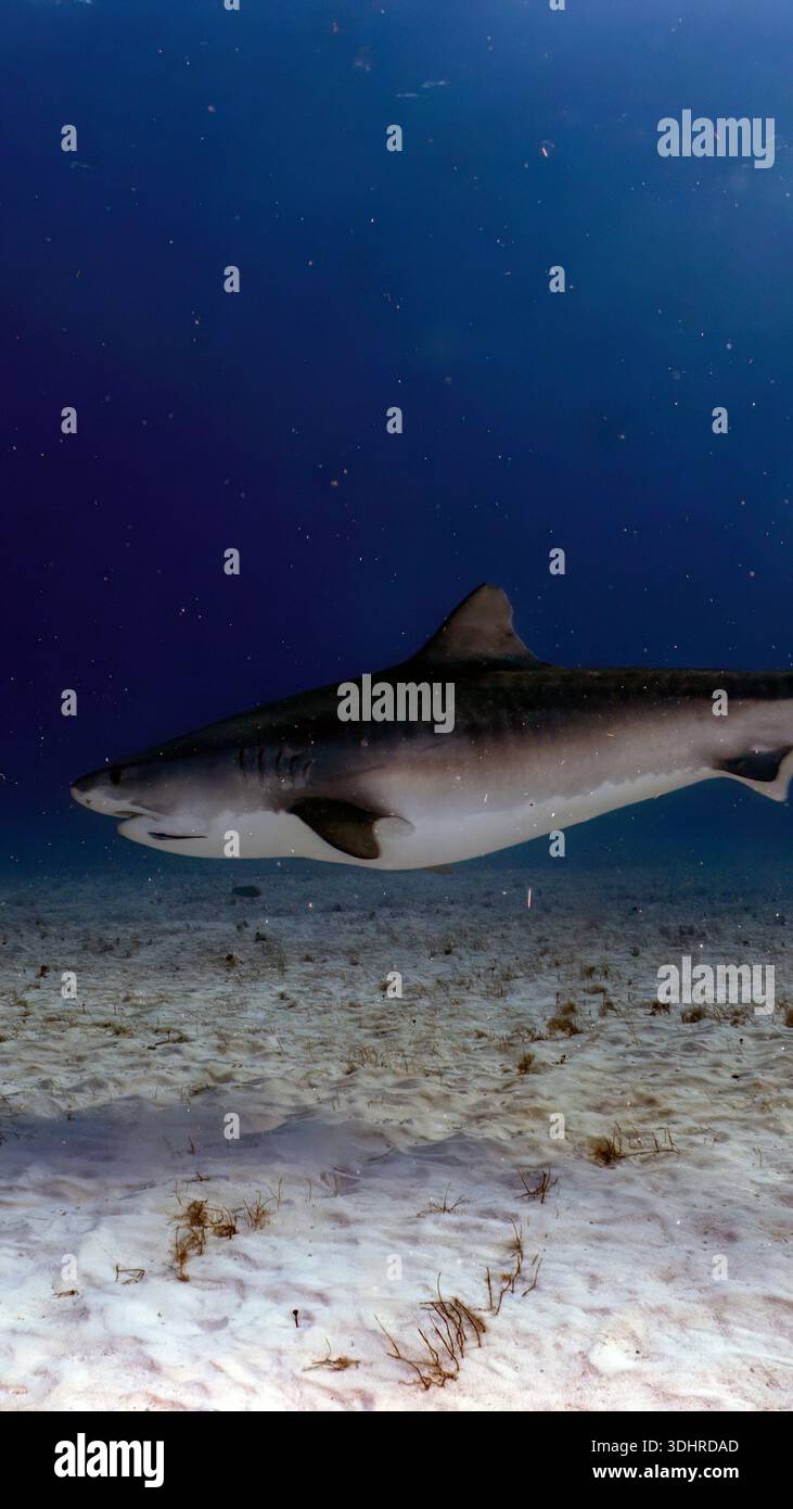 A 9:16 Portrait image of a Tiger Shark (Galeocerdo cuvier) in Bimini, Bahamas - Stock Image