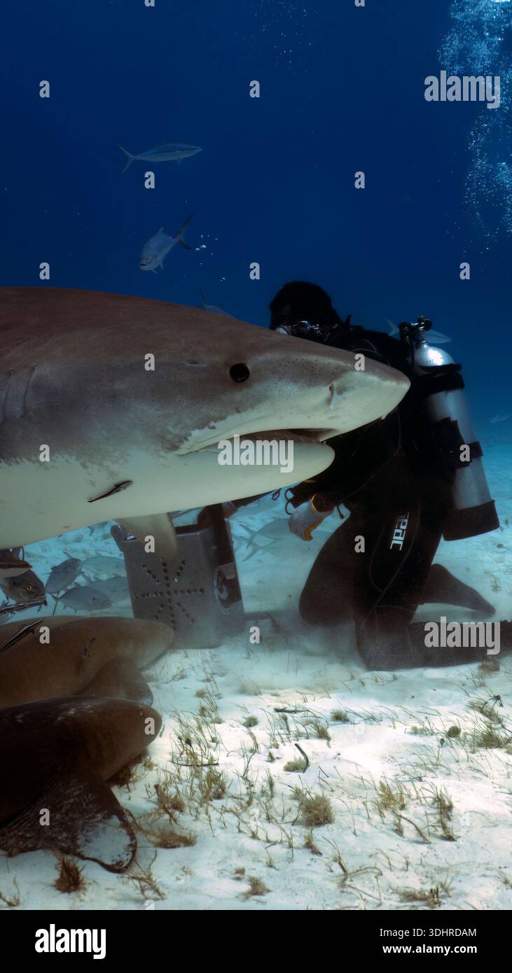 A 9:16 Portrait image of divers interacting with a Tiger Shark (Galeocerdo cuvier) in Bimini, Bahamas - Stock Image