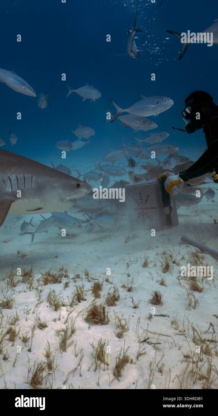 A 9:16 Portrait image of divers interacting with a Tiger Shark (Galeocerdo cuvier) in Bimini, Bahamas - Stock Image