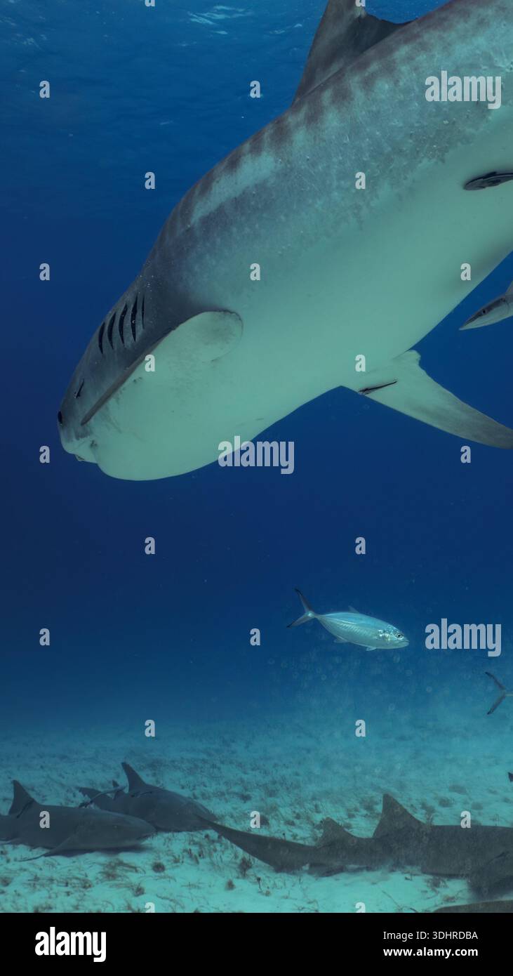 A 9:16 Portrait image of a Tiger Shark (Galeocerdo cuvier) in Bimini, Bahamas - Stock Image