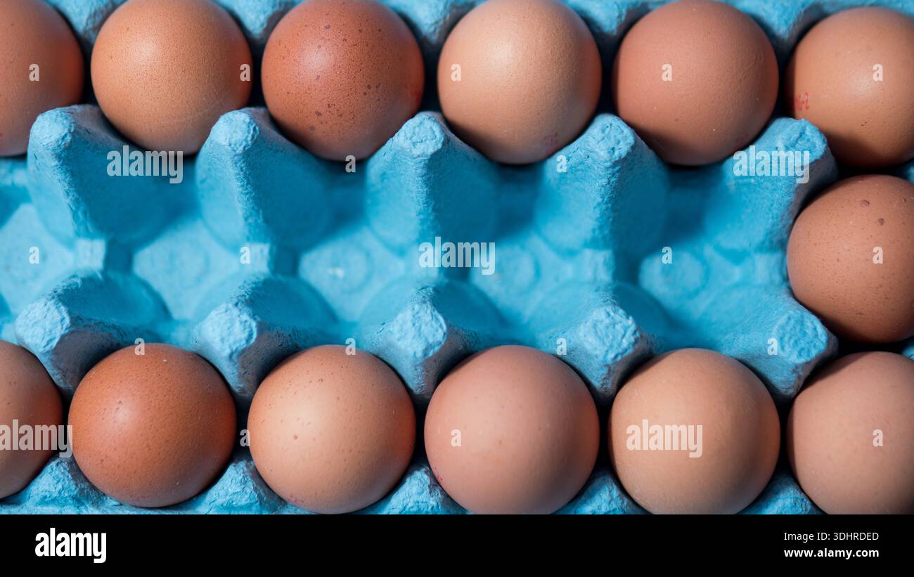 Brown eggs arranged in blue cardboard egg carton pattern Stock Photo