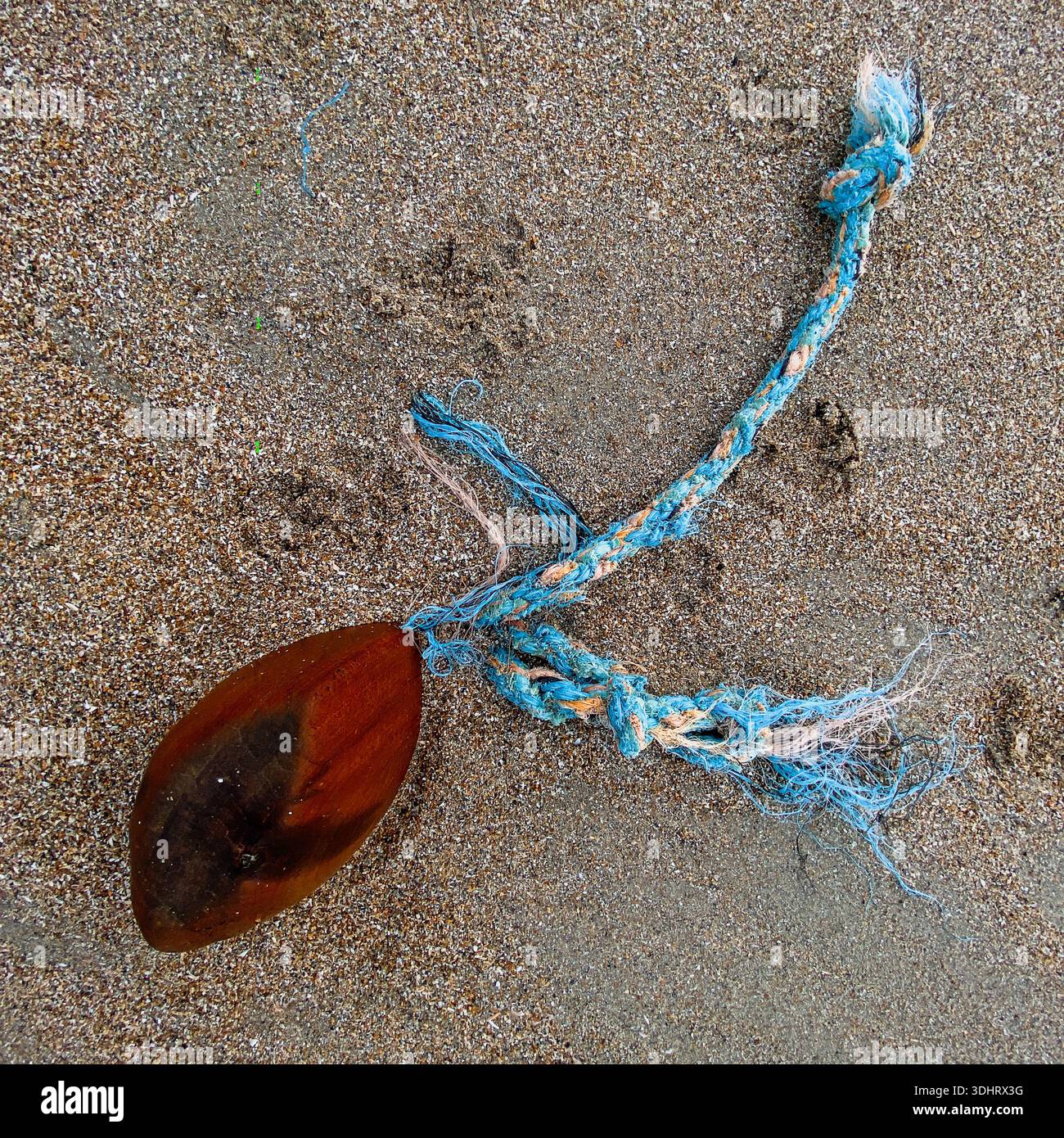 A tangle of blue rope and a washed-up pod lies on wet sand, highlighting marine litter on a British beach. - Smartphone Captured Stock Image