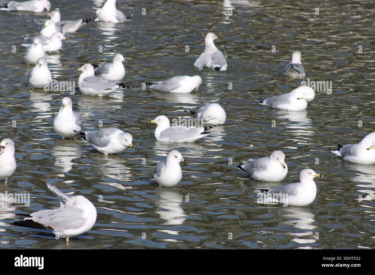 Bird Ripples Water Coastal and inland water birds hi-res stock photography and images - Alamy