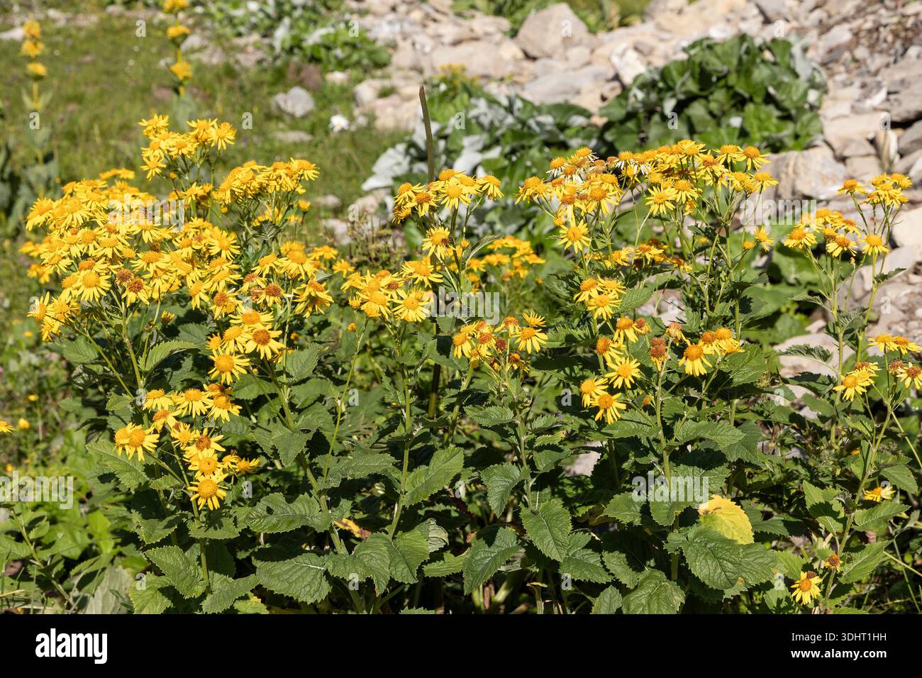 Alpengreiskraut, Jacobaea alpina // Alpine ragwort, Jacobaea alpina ...