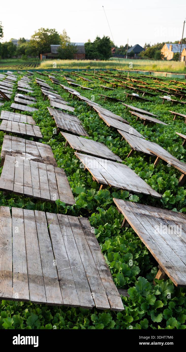 Snake Field Ration Snail breeding field with rows of wooden shelters covering vegetation ...