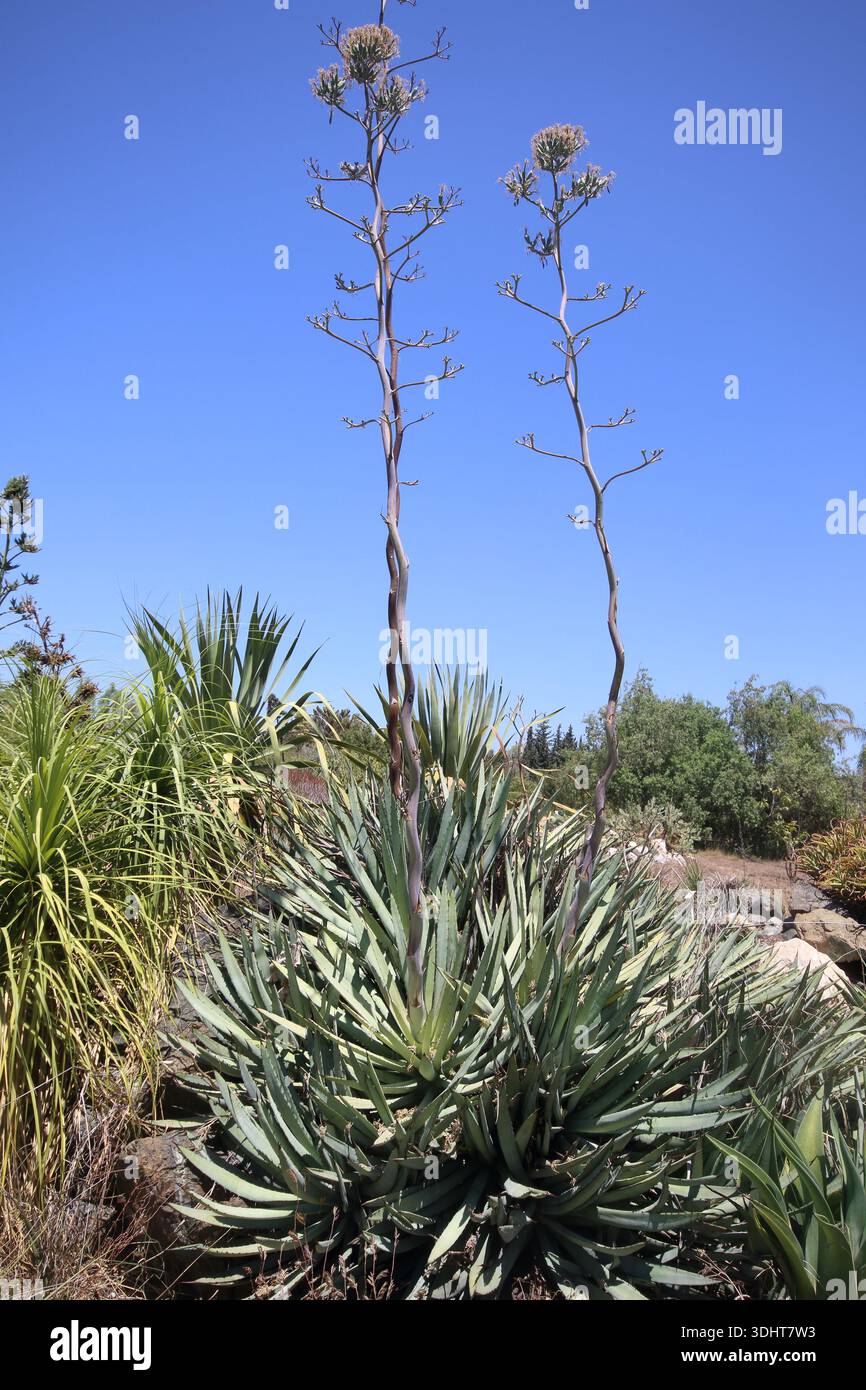 Agave americana, commonly known as the century plant, maguey, or American  aloe, is a flowering plant species belonging to the family Asparagaceae  Stock Photo - Alamy