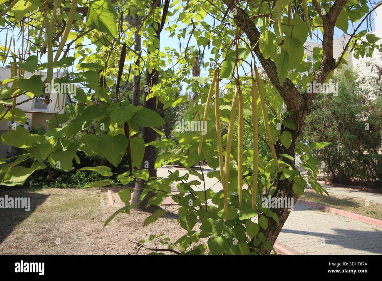Catalpa bignonioides is a short-lived species of Catalpa Stock Photo
