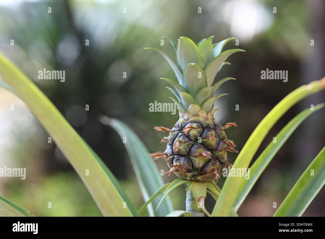 pineapple growing in a garden Stock Photo