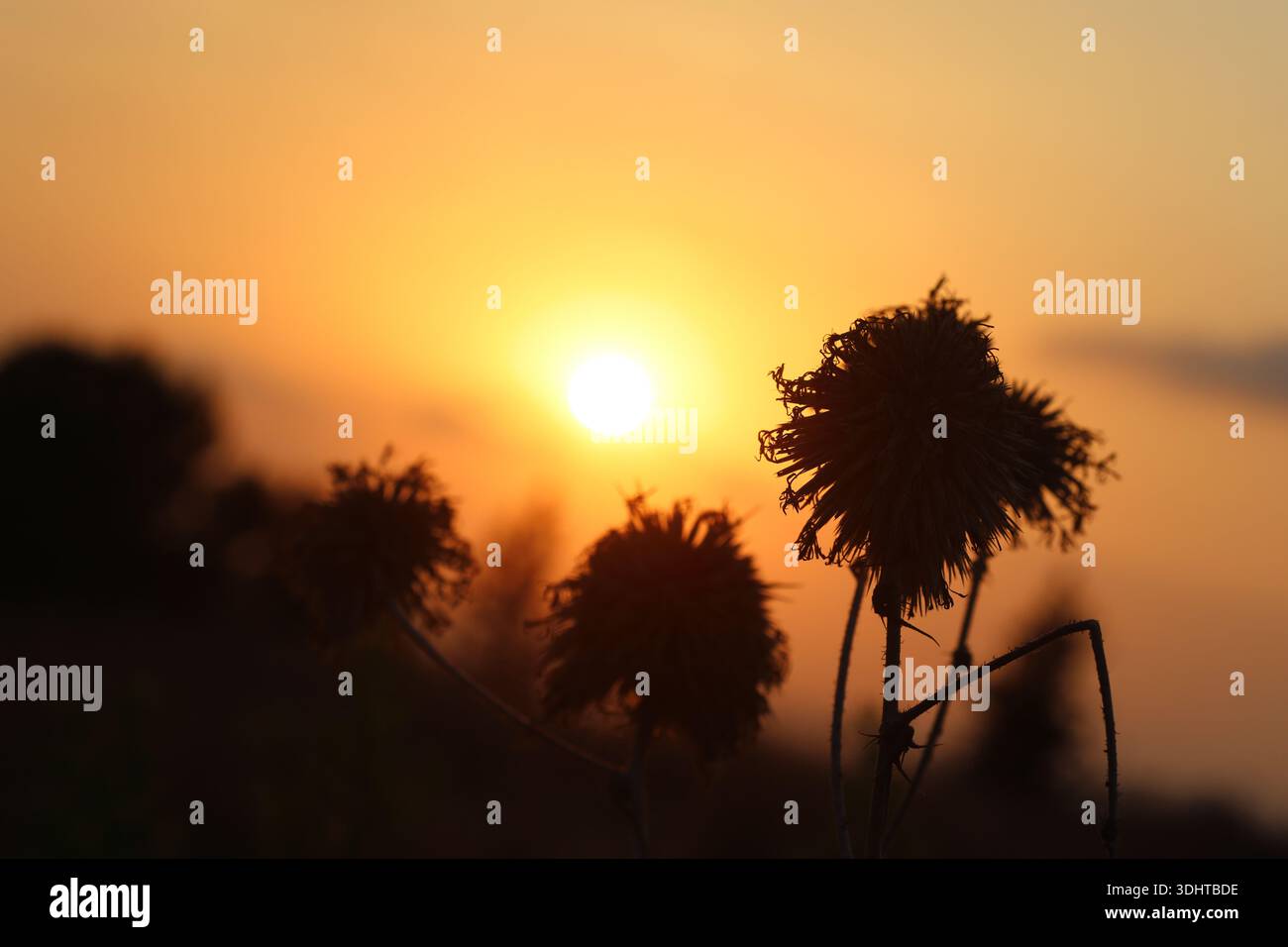 a beautiful sunset behind dry plants Stock Photo