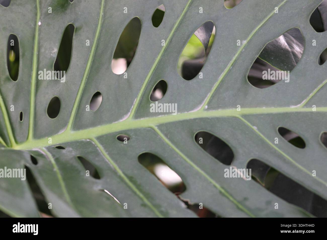monstera thai constellation steckling kaufen Monstera Thai Constellation Klein – GrowJungle