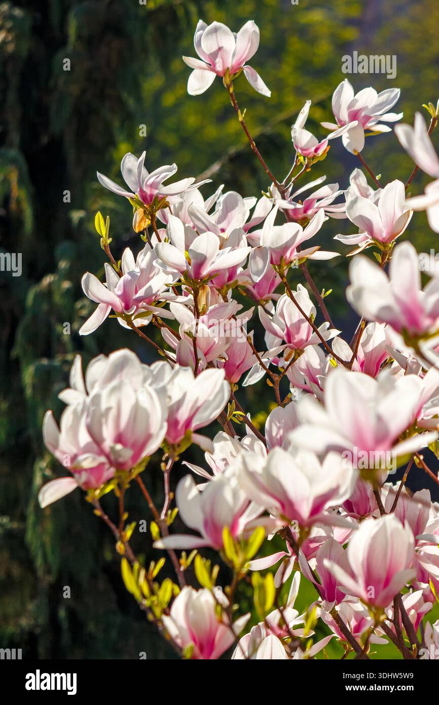 beautiful magnolia tree in spring. blooming branch of soulangeana plant in the uzhhorod garden or park. large pink flowers bathing in sunlight. nature Stock Photo