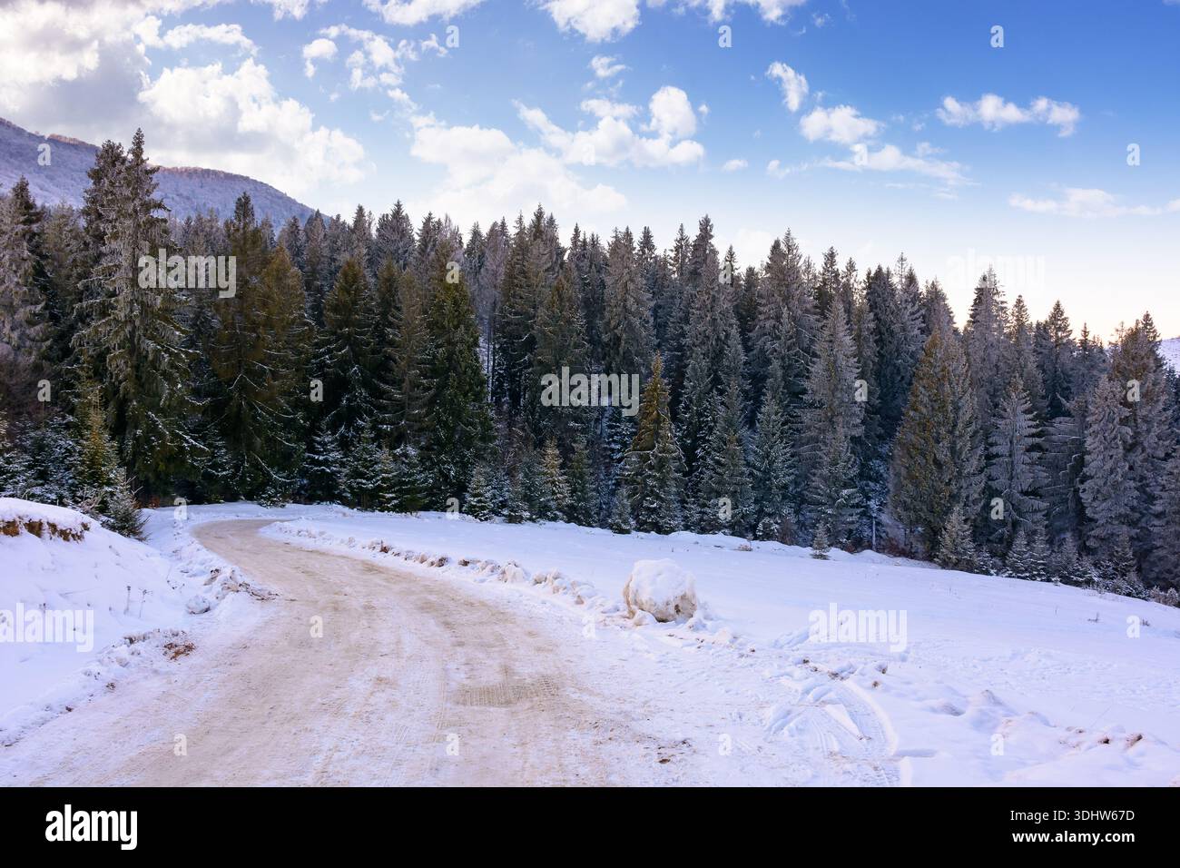 winter landscape with snow covered country road winding through fir forest in carpathian mountains. alpine countryside of ukraine. remote place for ou Stock Photo