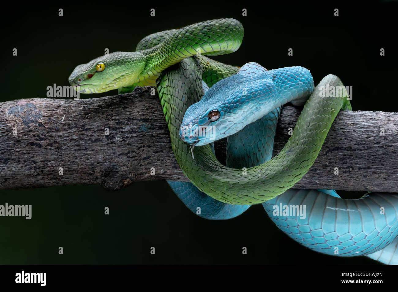 View of vibrant green and striking blue snakes coiled intimately on a rough branch, their scales gleaming against the dark backdrop, Batam, Batam, Ind Stock Photo