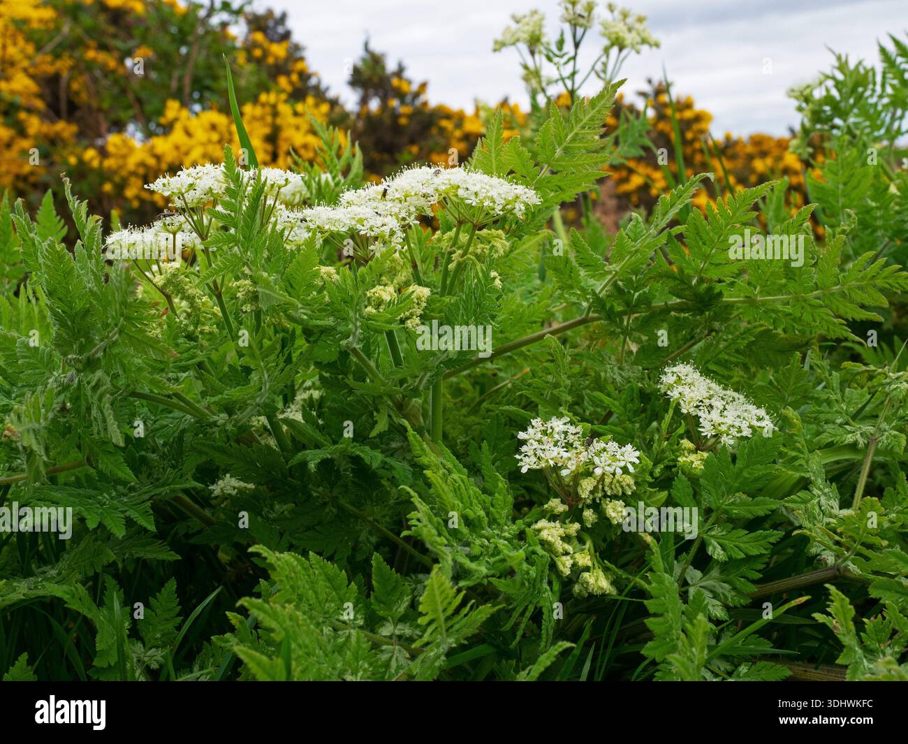 Sweet cicely Myrrhis odorata growing on a roadside verge, Dunnet Head, Caithness, Scotland, UK, May 2021 Stock Photo