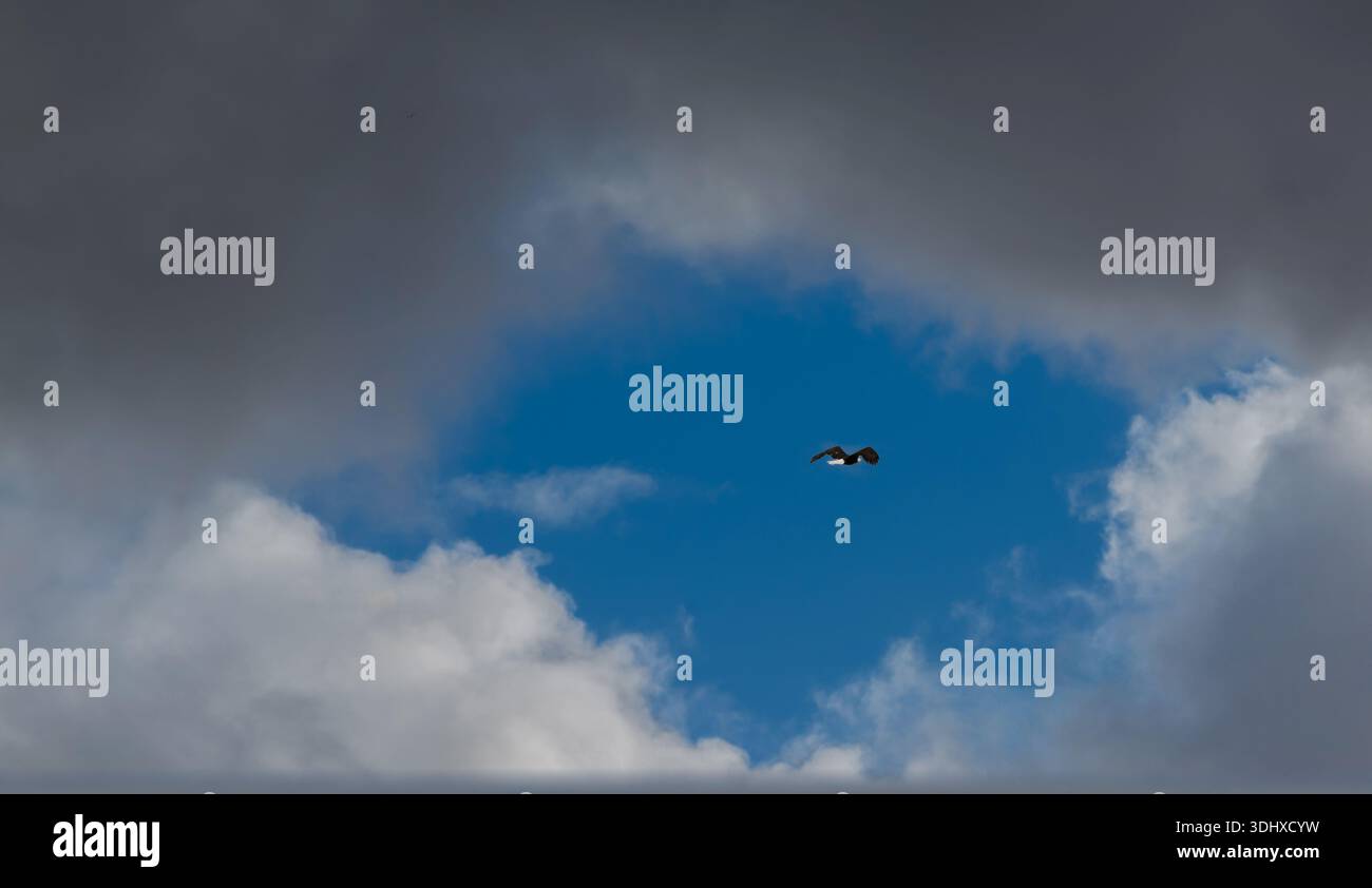 Eagle finds hole in the stormy clouds and soars into the blue. Stock Photo