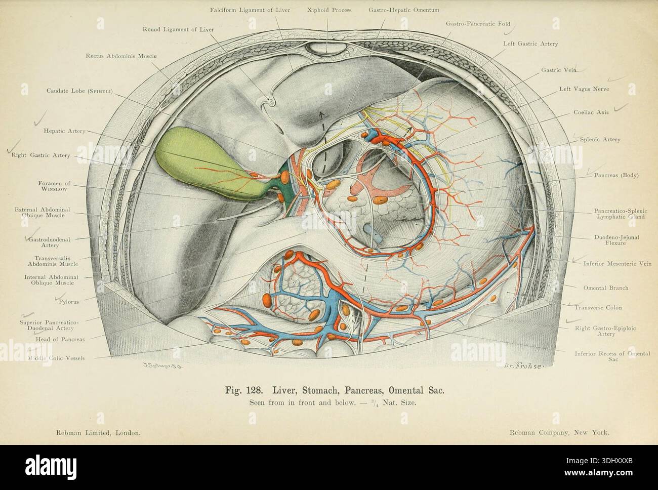 Historical anatomy liver hi-res stock photography and images - Alamy