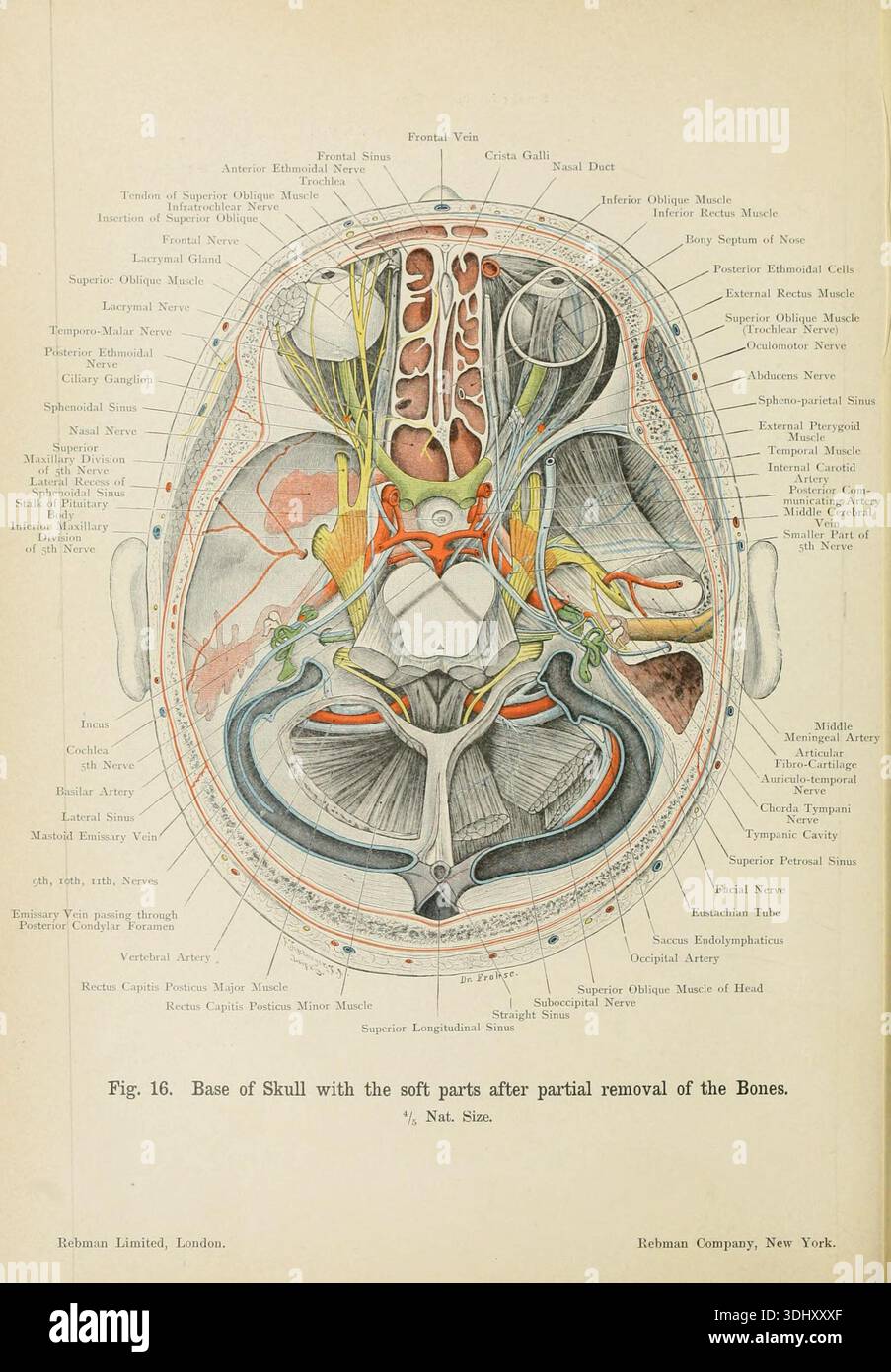 Base of Skull, with the soft parts, after partial removal of the